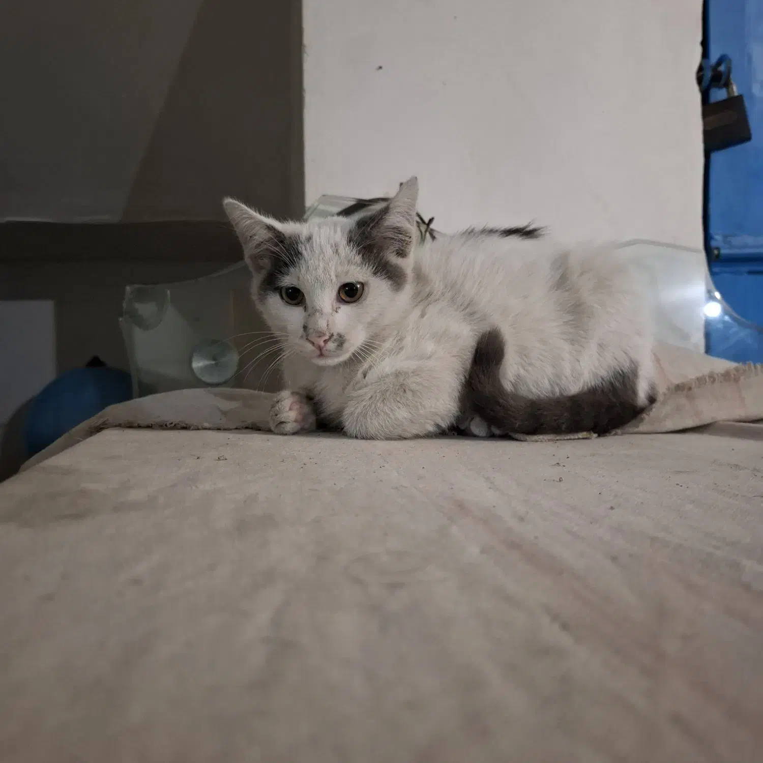 واگذاری گربه DSH|گربه|رشت, شهرک قدس|دیوار