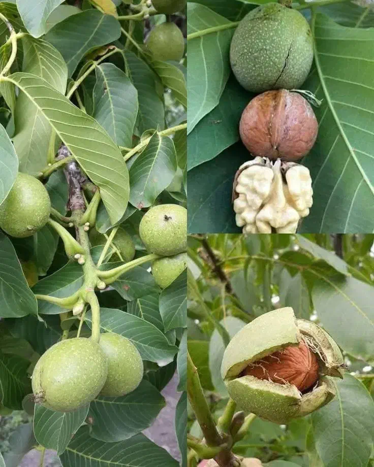 نهال گردوی پیوندی چندلر و تمامی ارقام|خدمات باغبانی و درختکاری|سقز, |دیوار