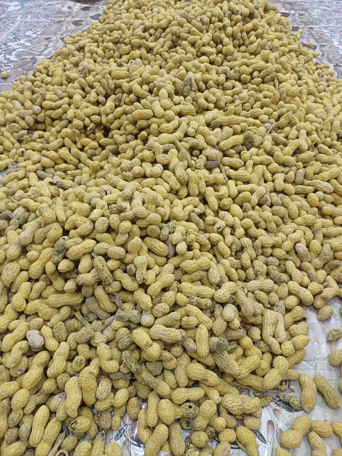 بادام زمینی غلاف دار|عمده‌فروشی|شبستر, |دیوار