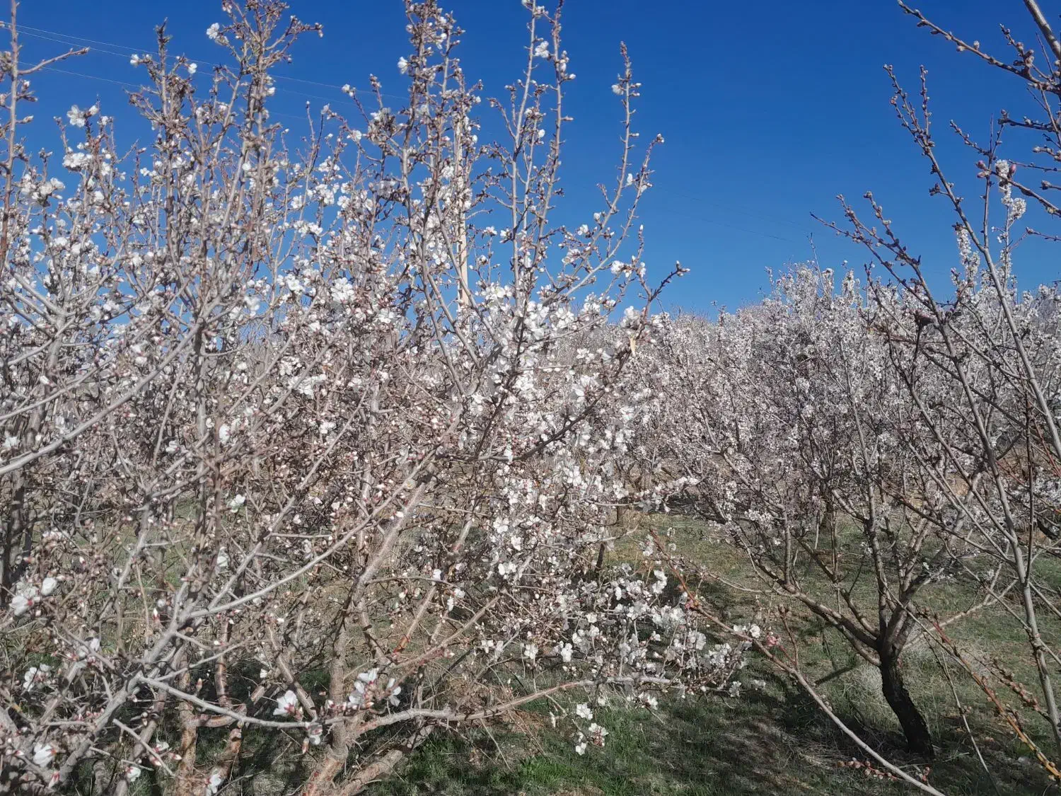 فروش زمین زراعی|فروش زمین و ملک کلنگی|داران, |دیوار