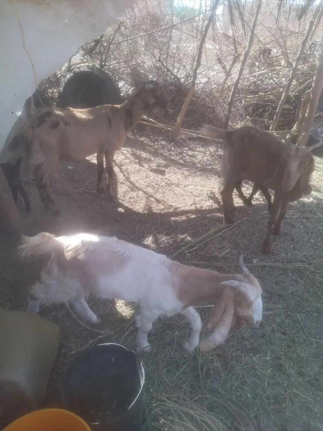 فروشی|حیوانات مزرعه|کهنوج, |دیوار