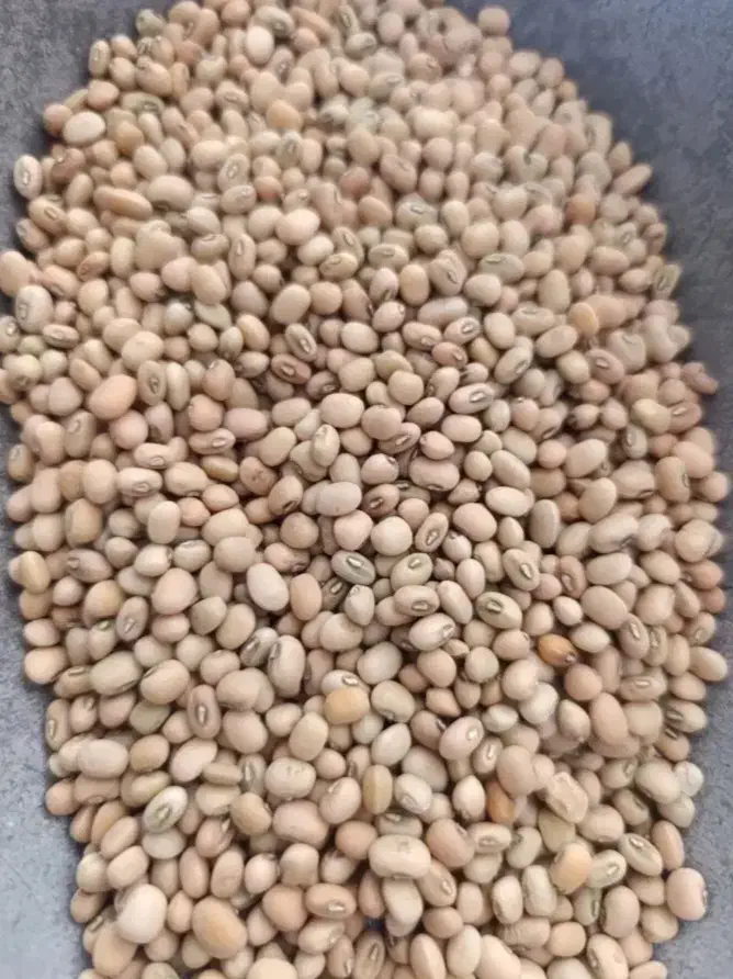 لوبیا محلی|خوردنی و آشامیدنی|جیرفت, |دیوار