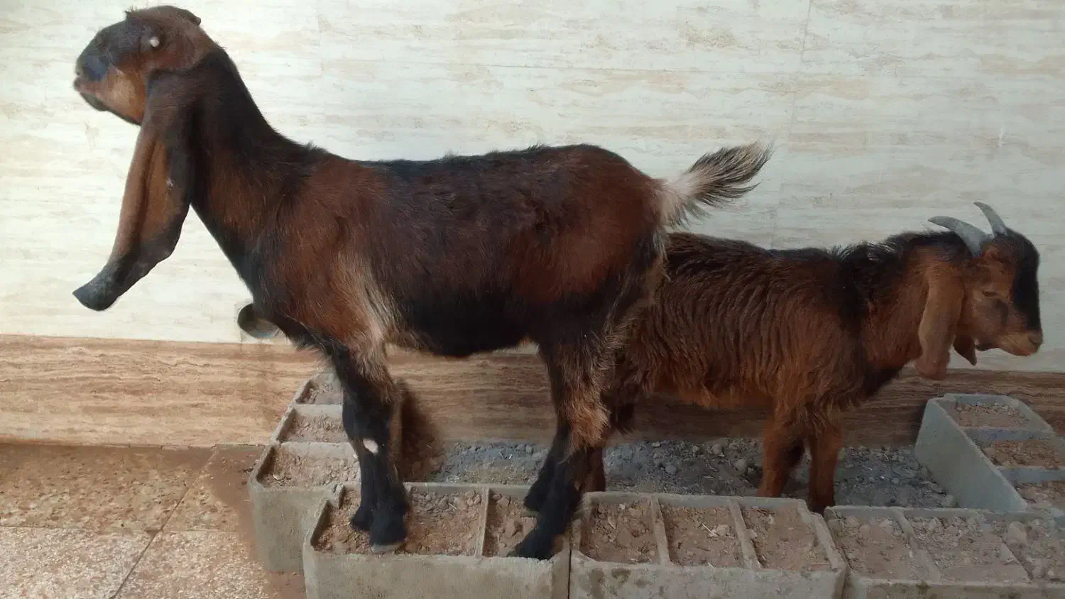 فروش بز افغانی|حیوانات مزرعه|حمیدیه, |دیوار