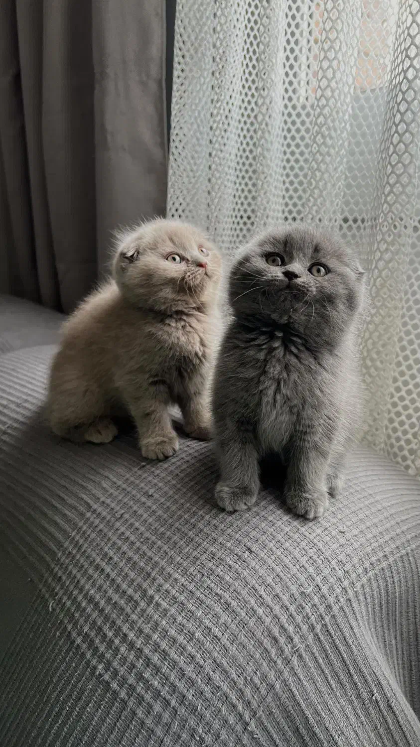 گربه اسکاتیش فولد|گربه|کرج, عظیمیه|دیوار