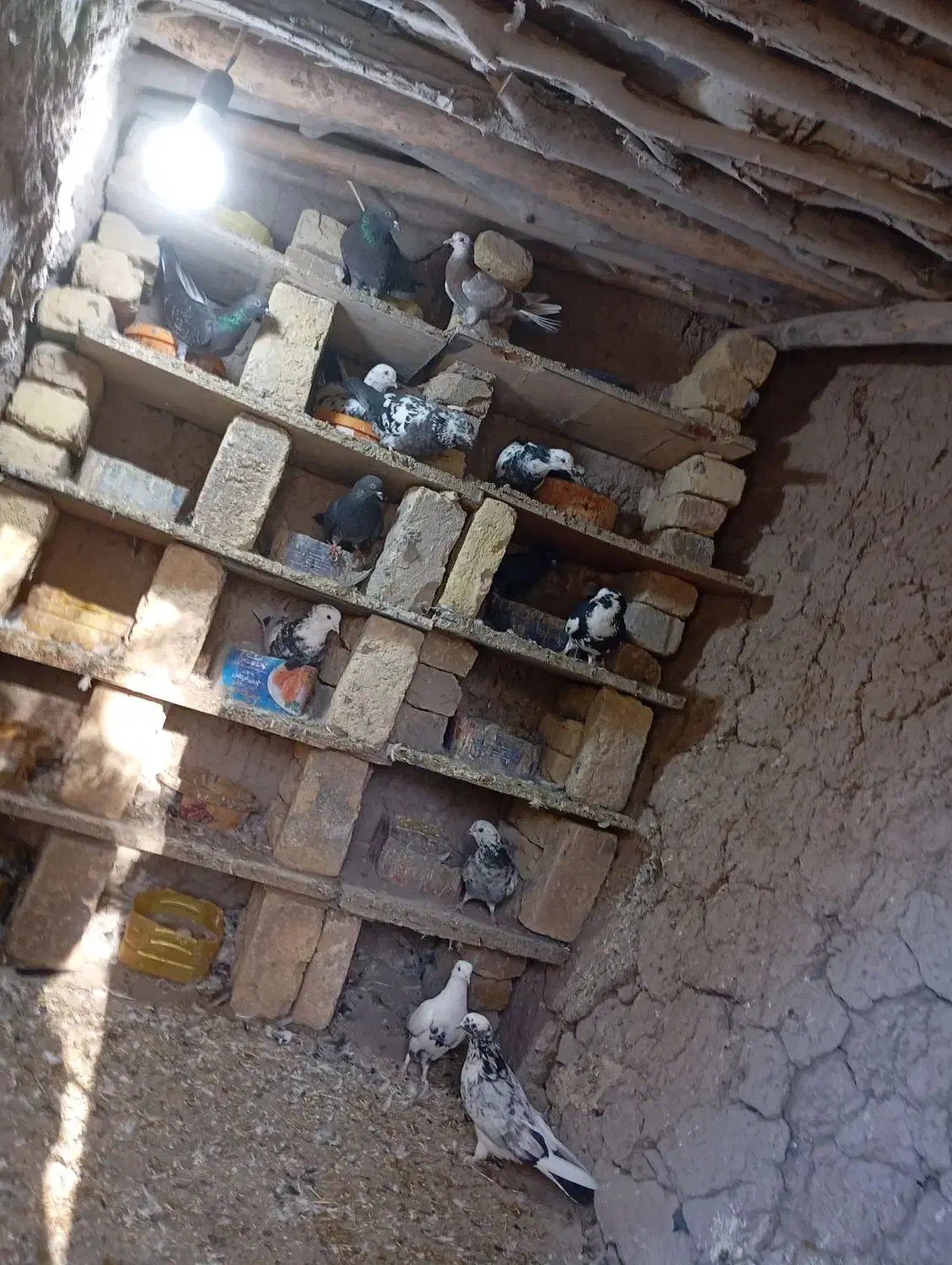 کبوتر پرشی|پرنده|قره پشتلو, |دیوار