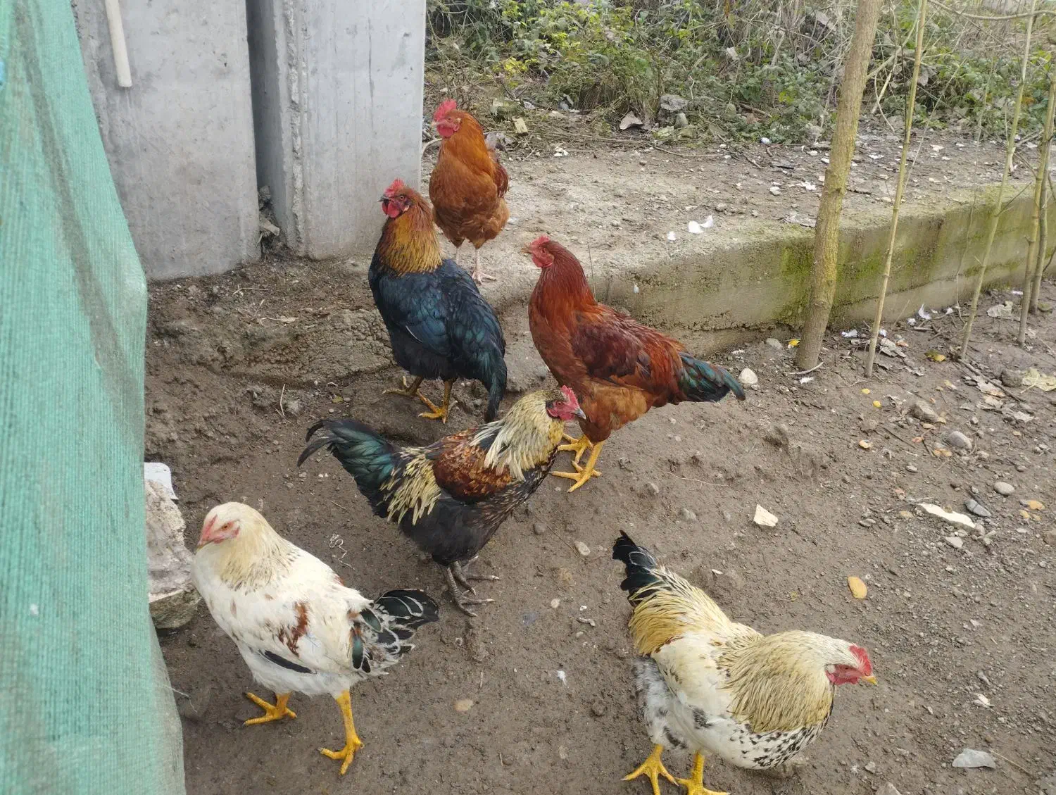 خروس محلی|حیوانات مزرعه|رودبنه, |دیوار