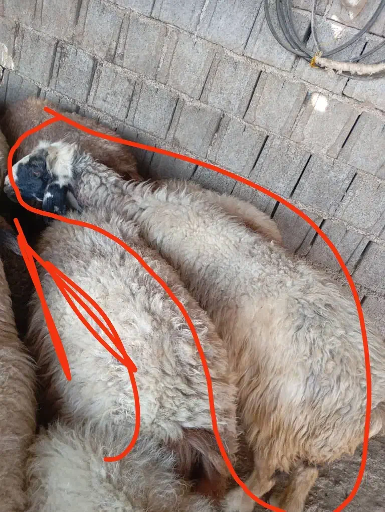 میش جوان آبستن به فروش می رسد|حیوانات مزرعه|رستم, |دیوار