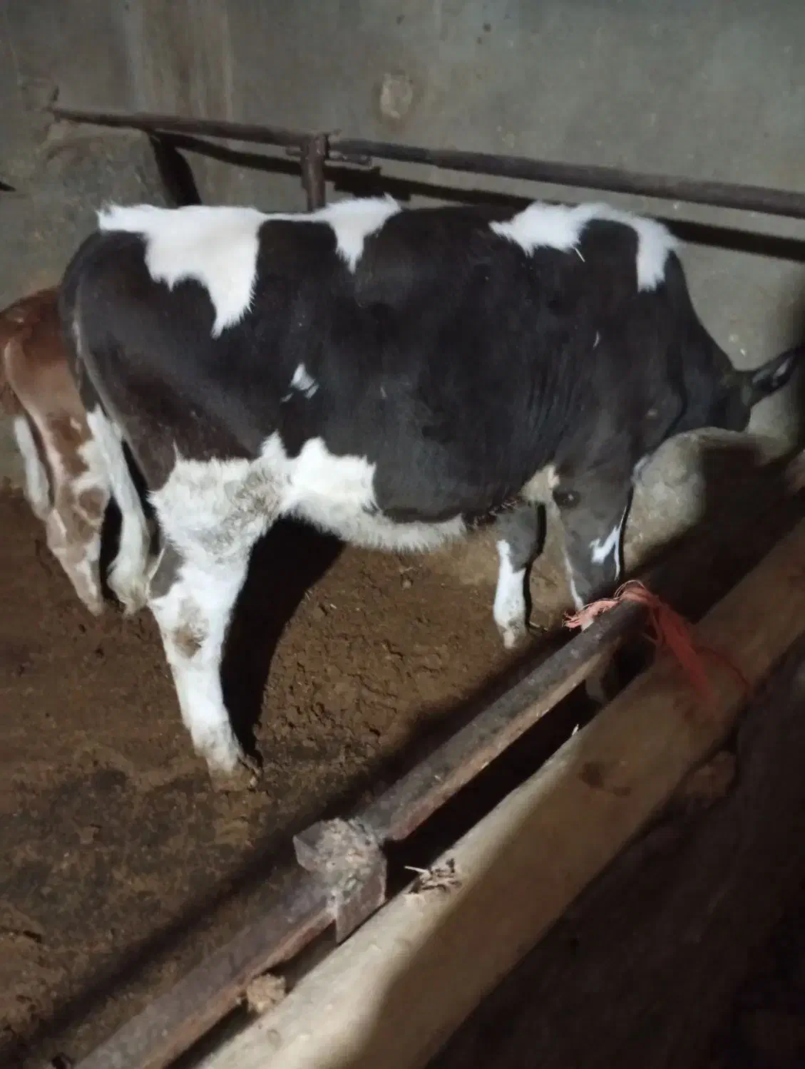 گوساله ماده سیمینتال|حیوانات مزرعه|کمیجان, |دیوار