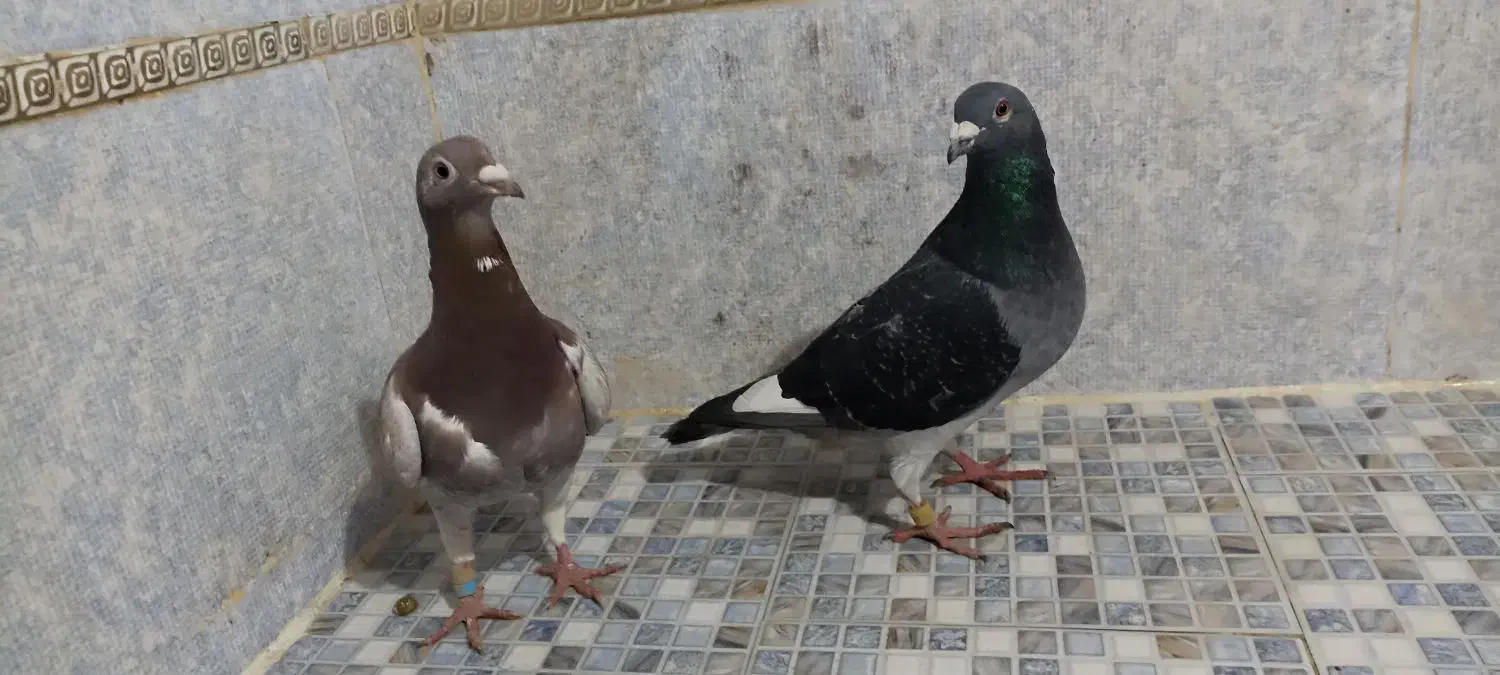 کبوتر پلاکی (مسافتی)|پرنده|گرگان, |دیوار