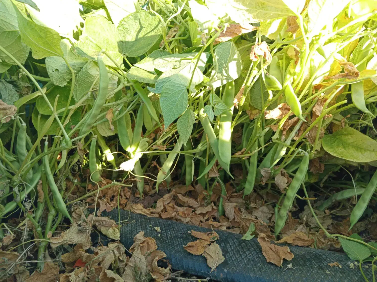 کاه لوبیاچیتی|حیوانات مزرعه|باغ حلی, |دیوار