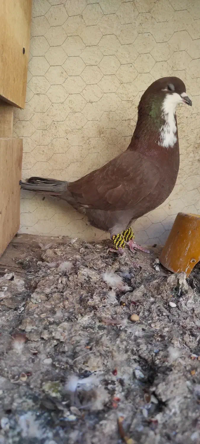 ریش نر|پرنده|بم, |دیوار