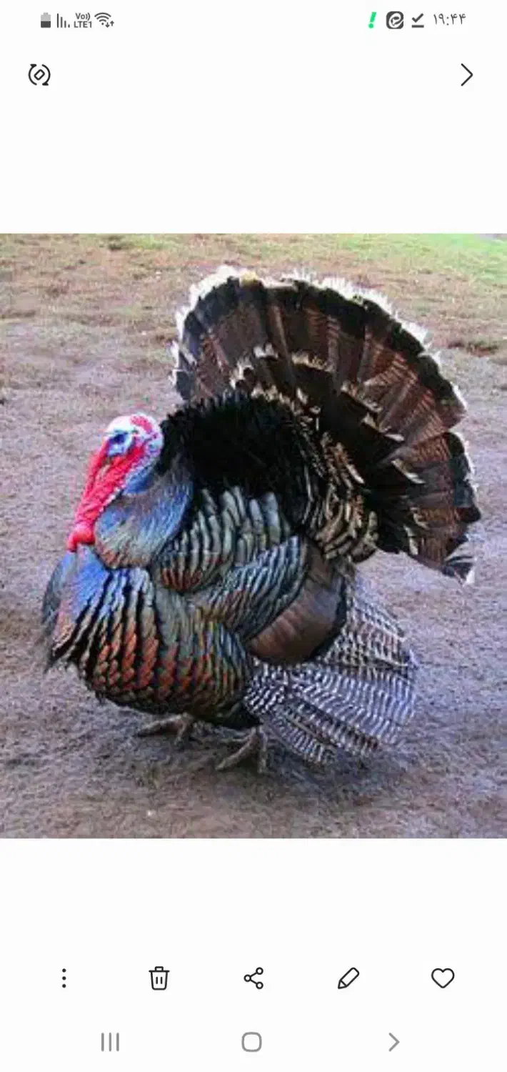 بوقلمون|حیوانات مزرعه|زارچ, |دیوار