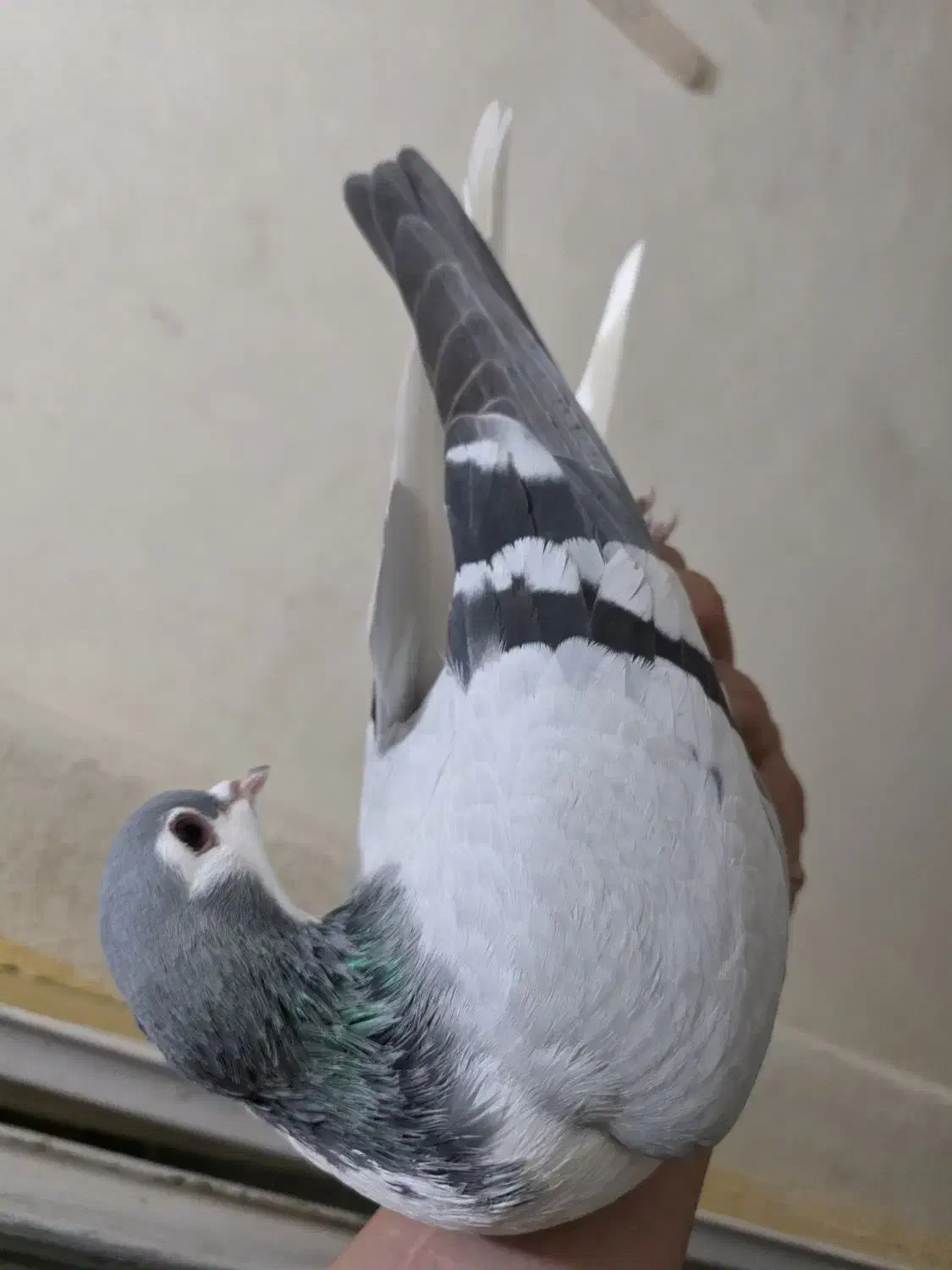 چپ سبز|پرنده|جم, |دیوار