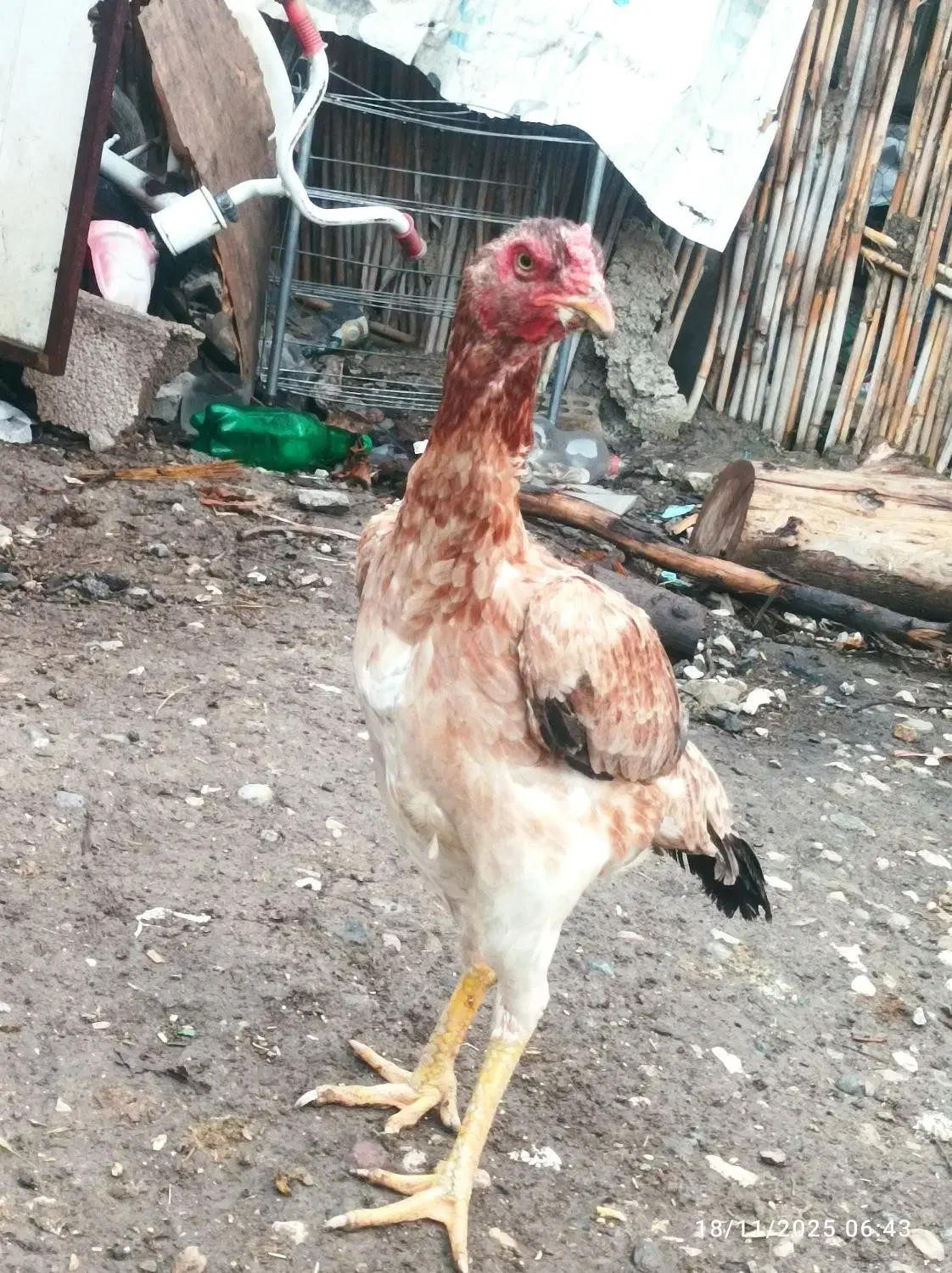 مرغ اوشامو|حیوانات مزرعه|دلند, |دیوار