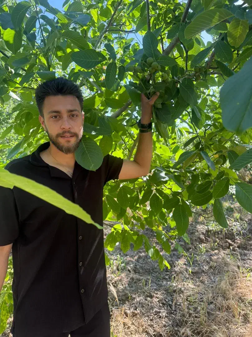 انواع گردو ژنوتیپ|خدمات باغبانی و درختکاری|مشگین شهر, |دیوار