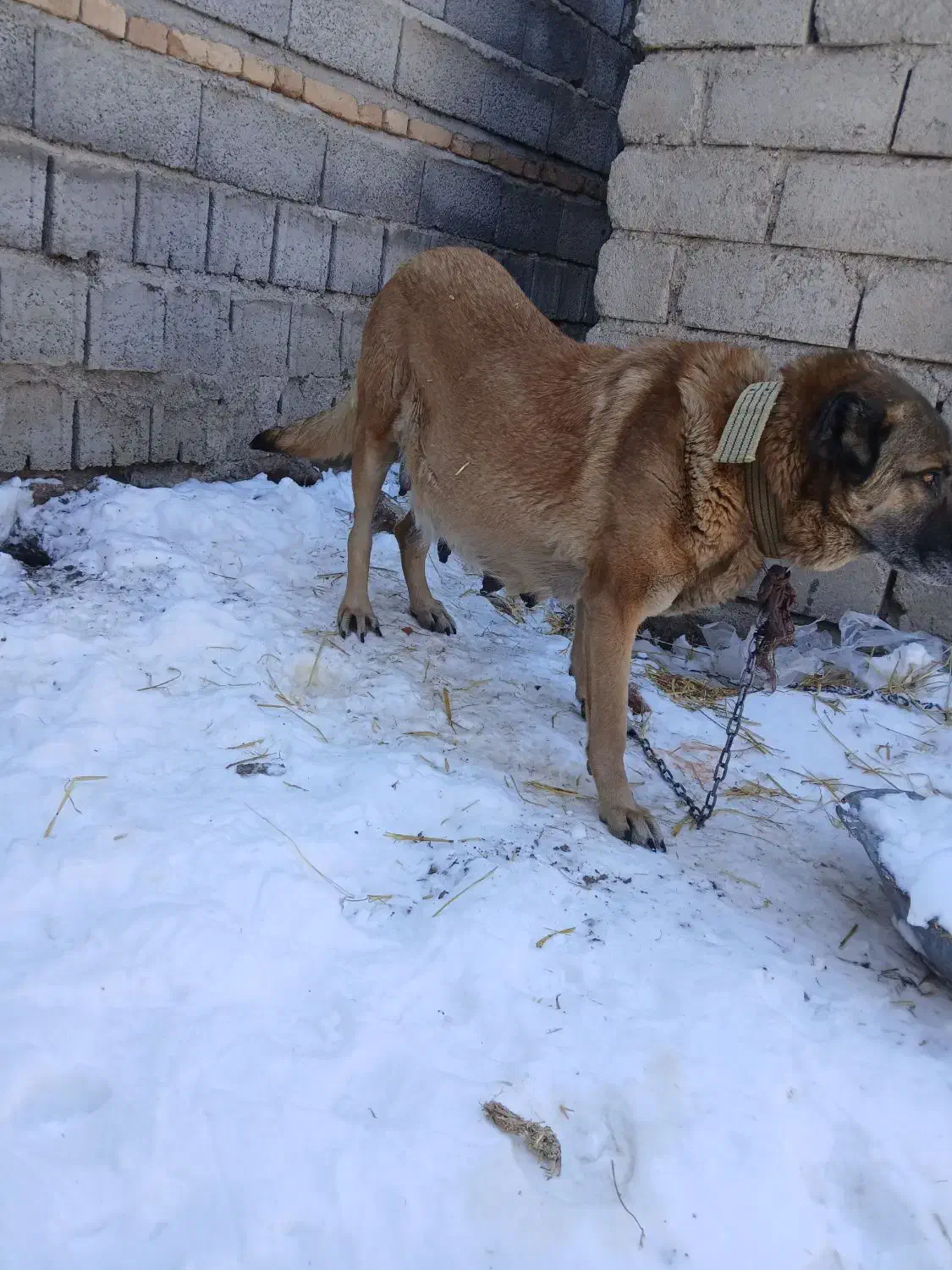 سگ سرابی|سگ|اردبیل, |دیوار