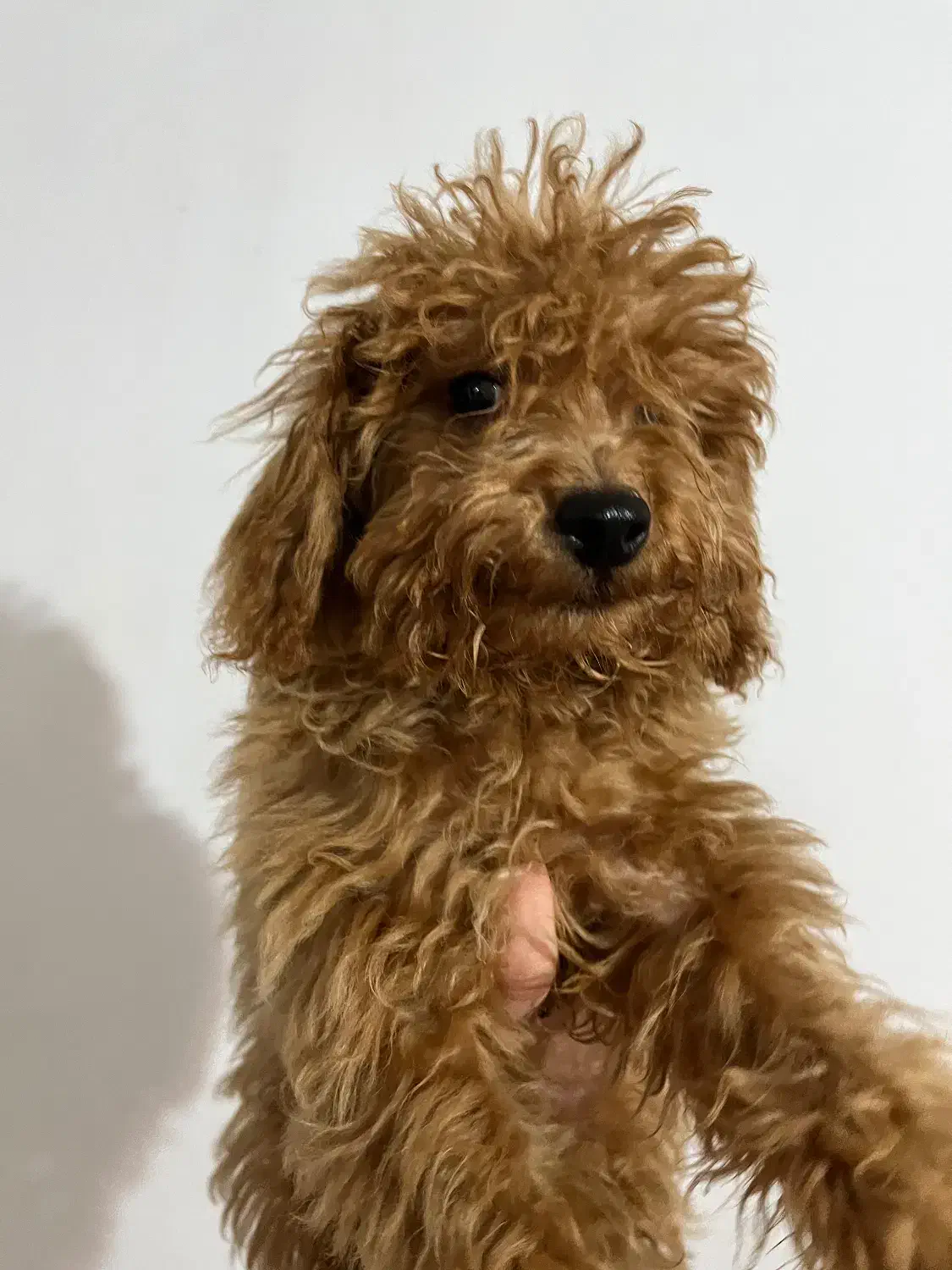 توی پودل رد|سگ|رشت, گلسار|دیوار