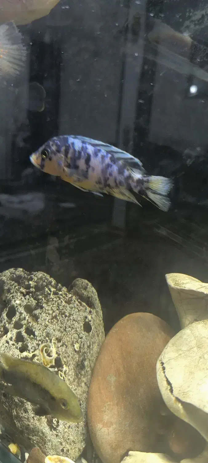 ماهی سیچیلاید|ماهی|ملایر, |دیوار