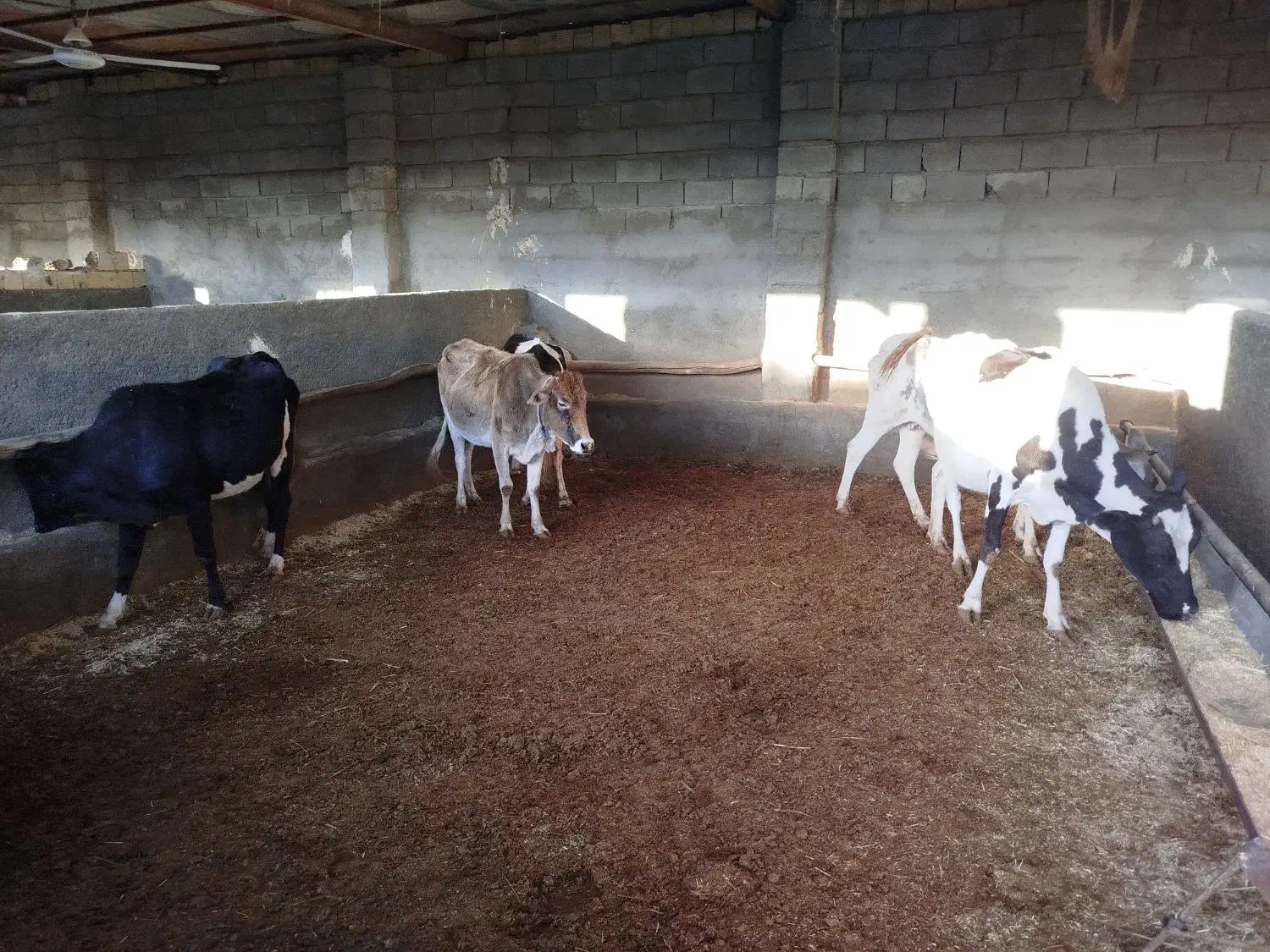 گاو لری|حیوانات مزرعه|کوهدشت, |دیوار