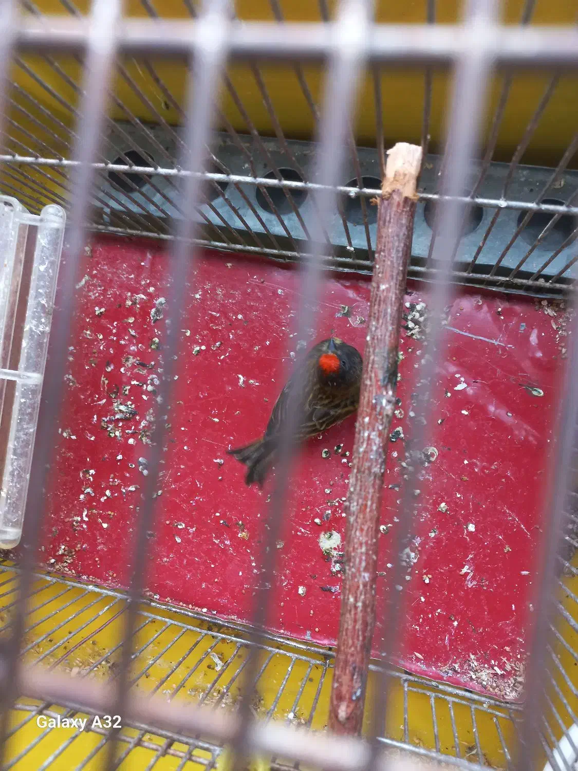 گلبسر بخون|پرنده|رباط‌کریم, الارد|دیوار