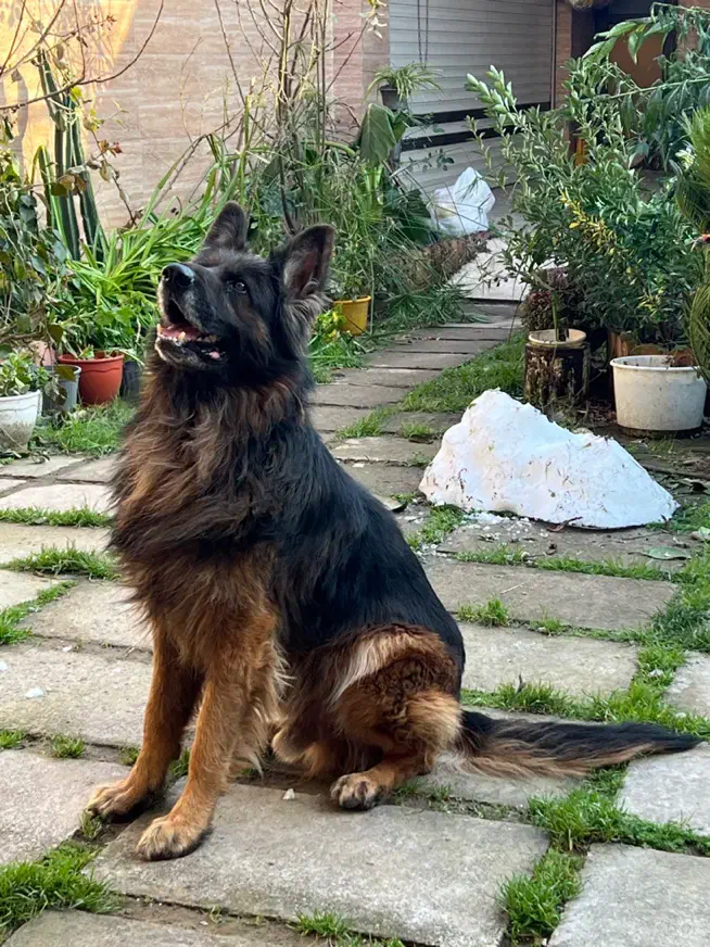 ژرمن شولاین|سگ|رشت, شهرک صبا|دیوار