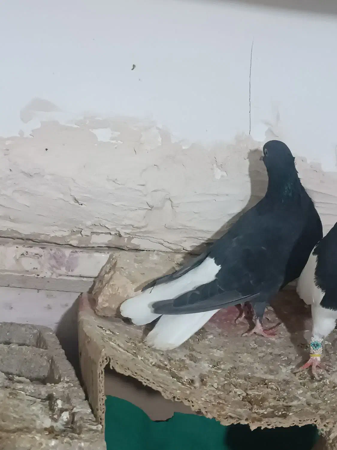 کبوتر|پرنده|اسفراین, |دیوار