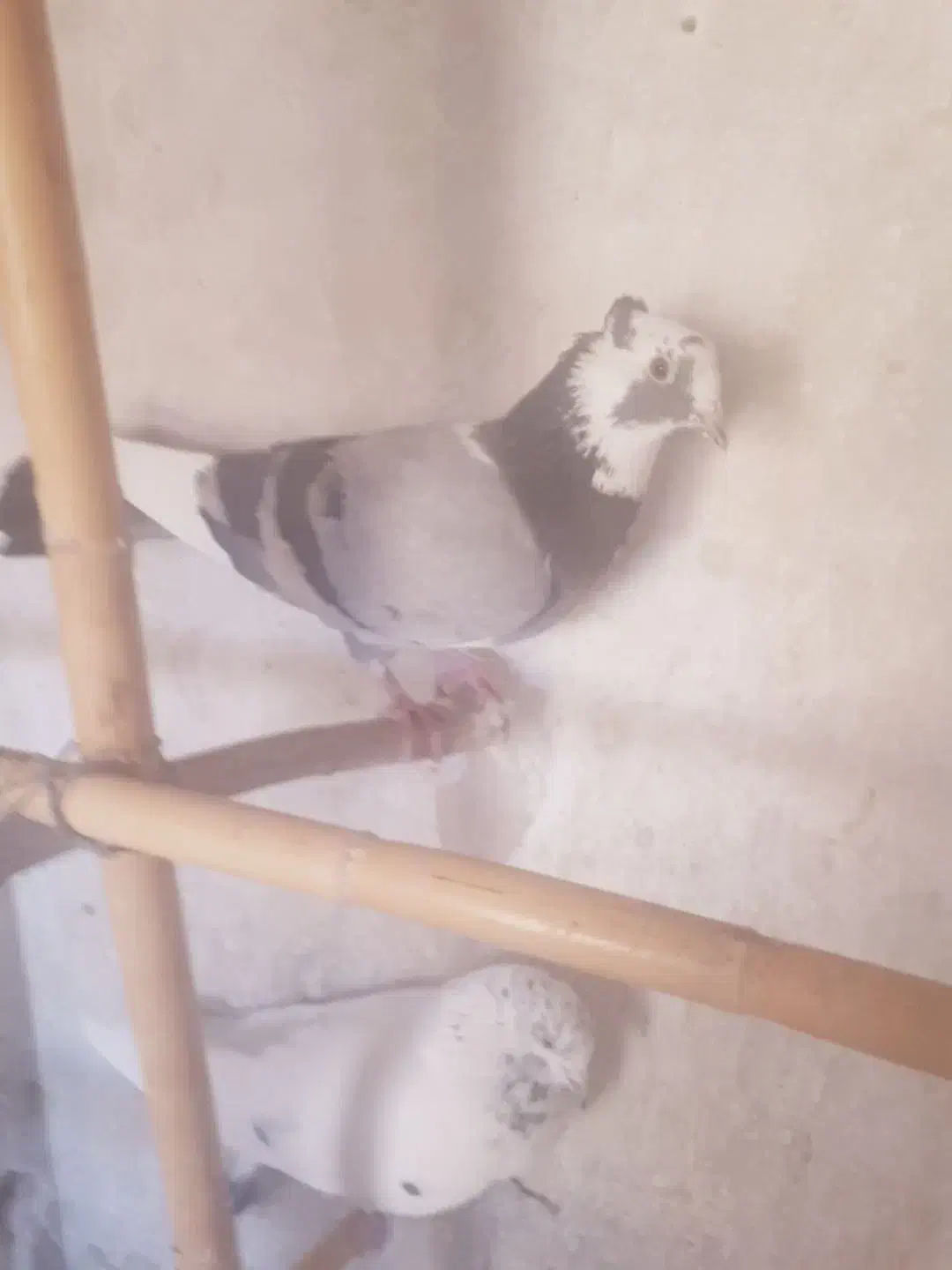 ۱۰ عدد کبوتر پزشی|پرنده|مهدی شهر, |دیوار