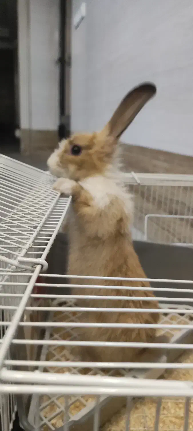 خرگوش به همراه قفس وملزومات|موش و خرگوش|تهران, هفت چنار|دیوار