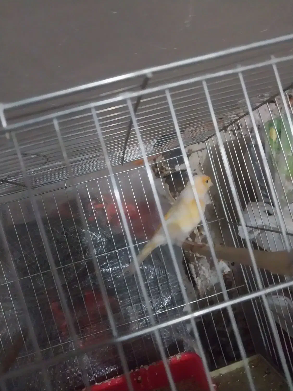 قناری پرتغالی|پرنده|قرچک, باقرآباد|دیوار