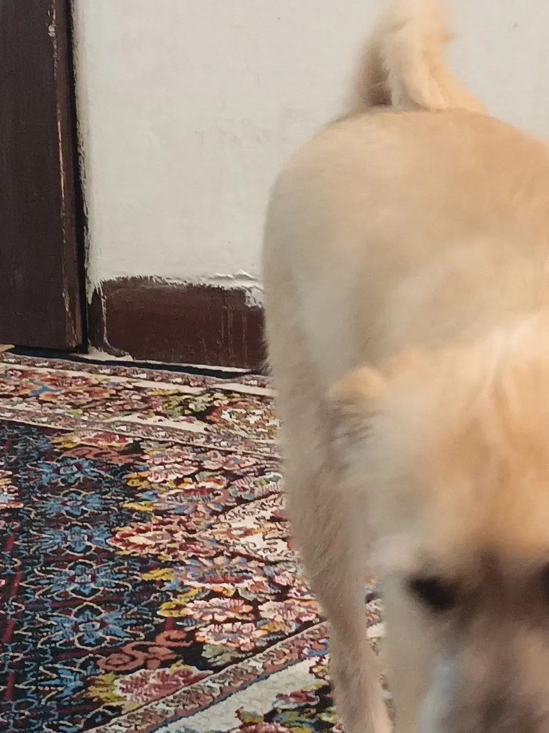 واگذاری رایگان سگ پامرین کراس|سگ|تهران, مسعودیه|دیوار