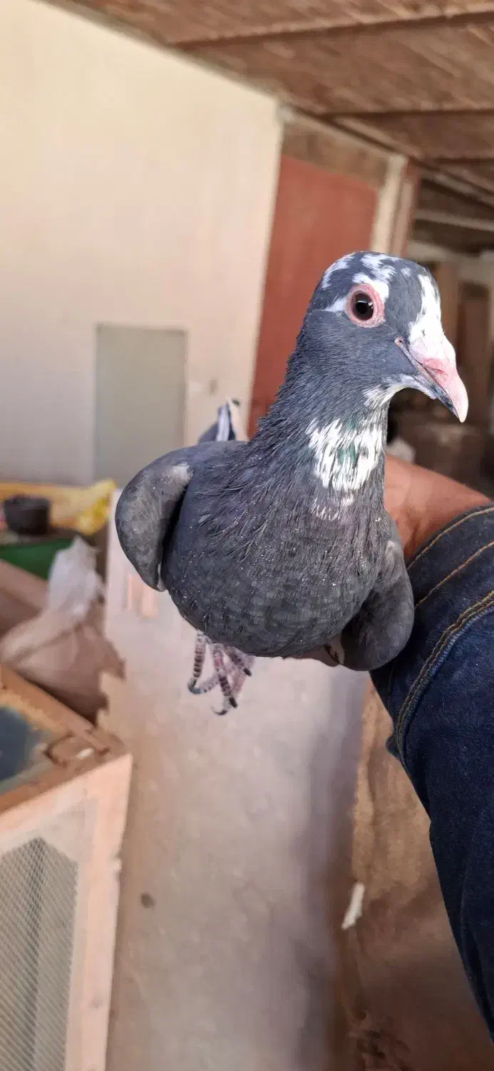 زرد پلنگ|پرنده|کرمان, |دیوار