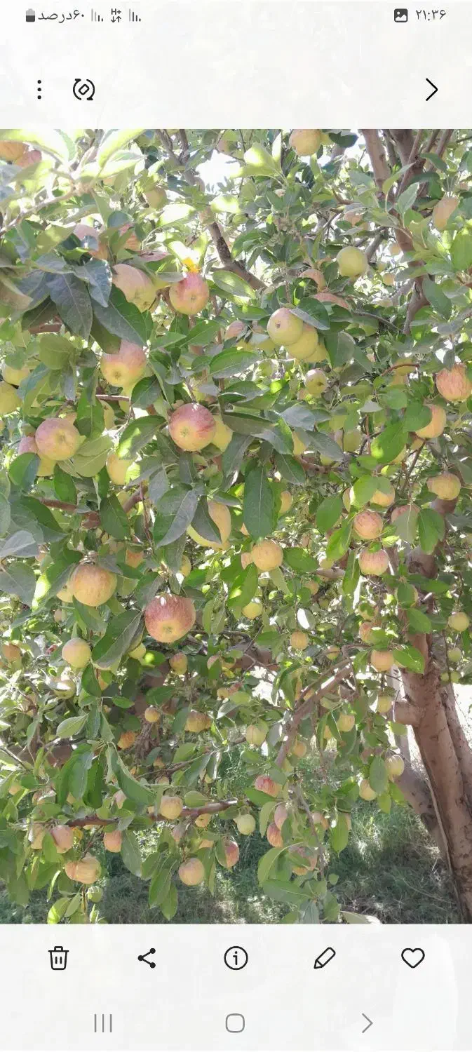 فروش باغ|فروش زمین و ملک کلنگی|شاهین دژ, |دیوار
