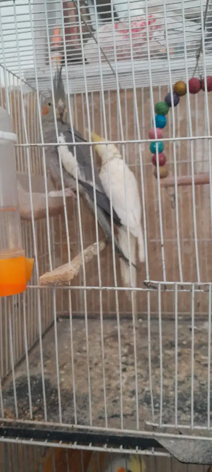 عروس هلندی های بالغ|پرنده|بجنورد, |دیوار