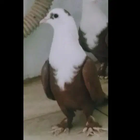 کبوتر|پرنده|نیشابور, شهرک اندیشه|دیوار