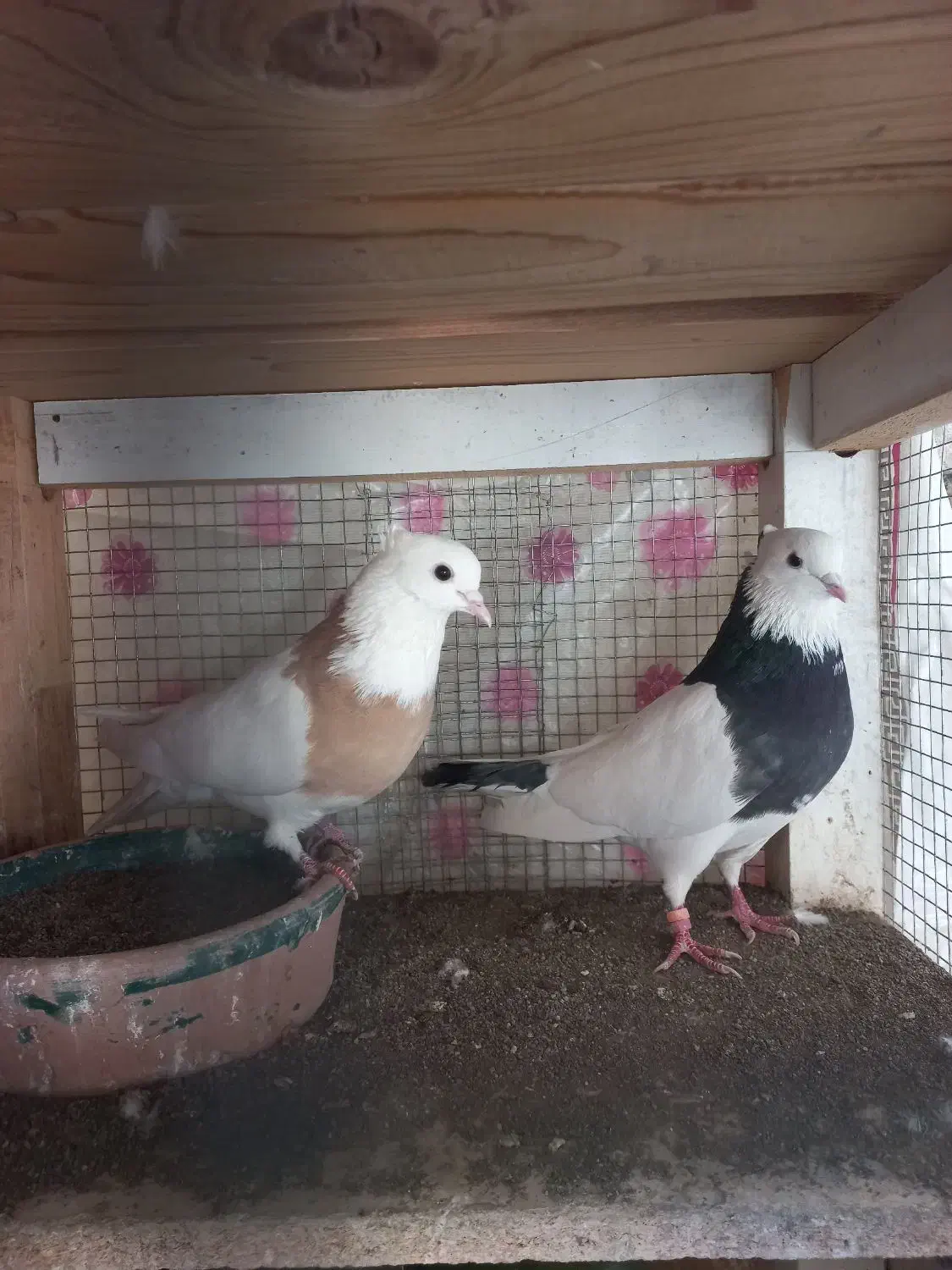 کفترفروشی|پرنده|کاشان, فاز ۲ ناجی آباد|دیوار