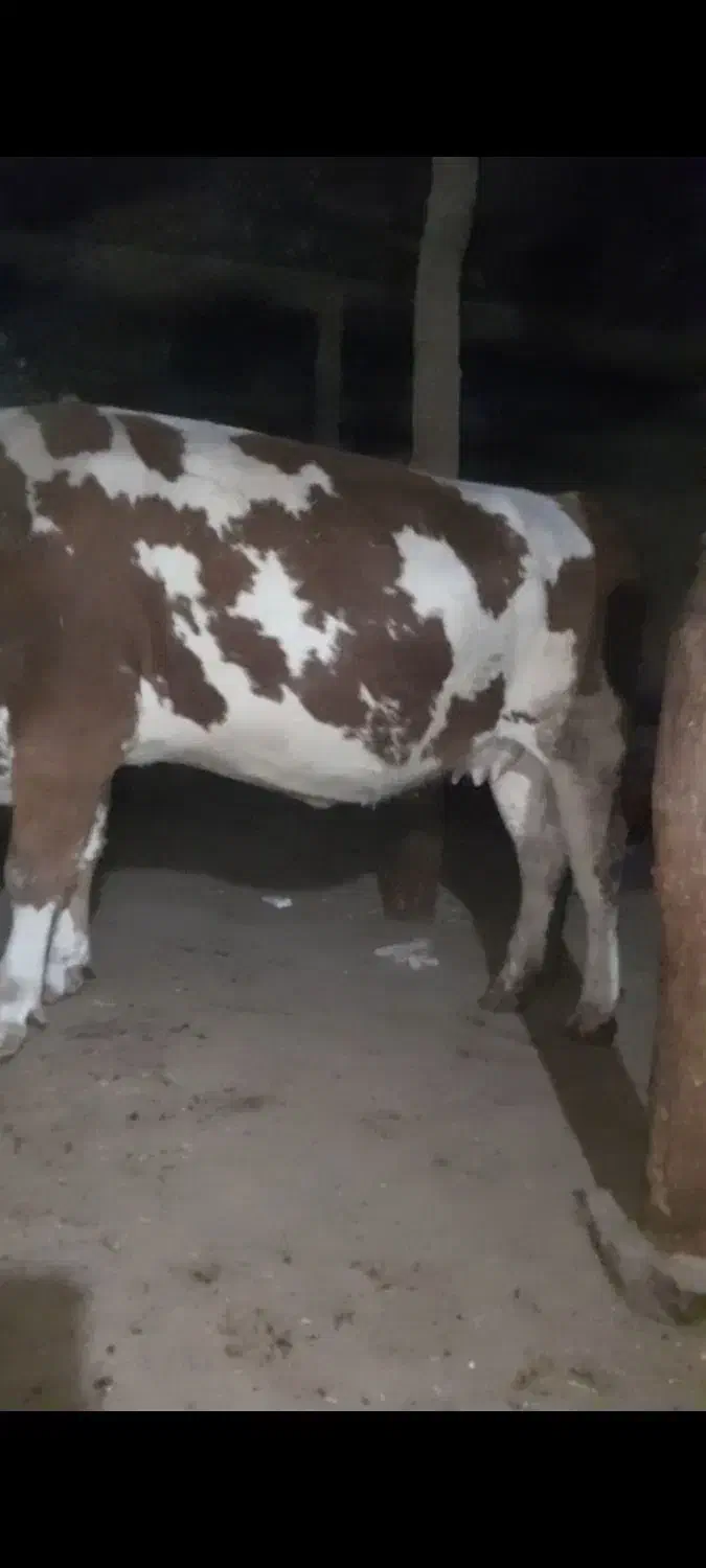 گاو گوشتی بی عیب|حیوانات مزرعه|خلیفان, |دیوار