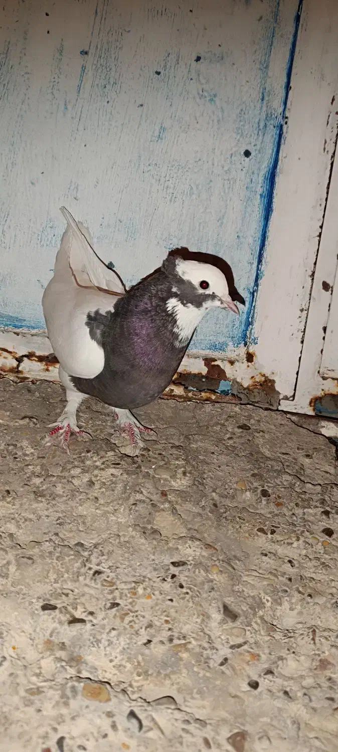 طوق سرکه ای|پرنده|مرودشت, سهلآباد|دیوار