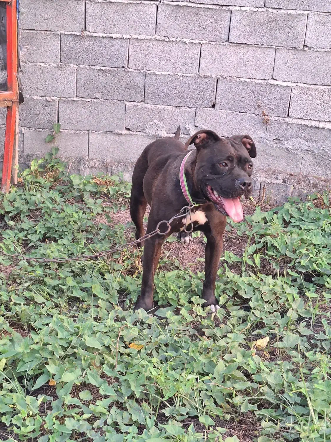 پیت بول استافورد شایر|سگ|بابل, |دیوار