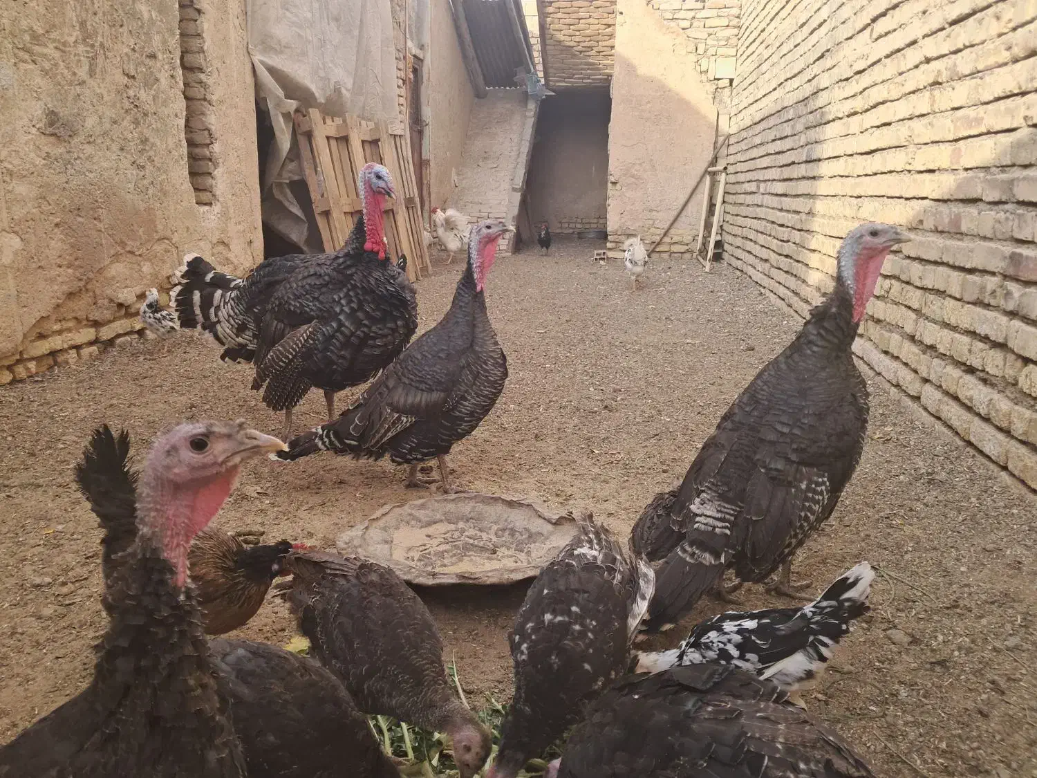 بوقلمون برنزه|حیوانات مزرعه|اصفهان, براآن شمالی|دیوار