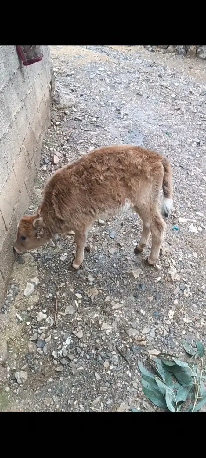 گوساله|حیوانات مزرعه|کلاشی, |دیوار