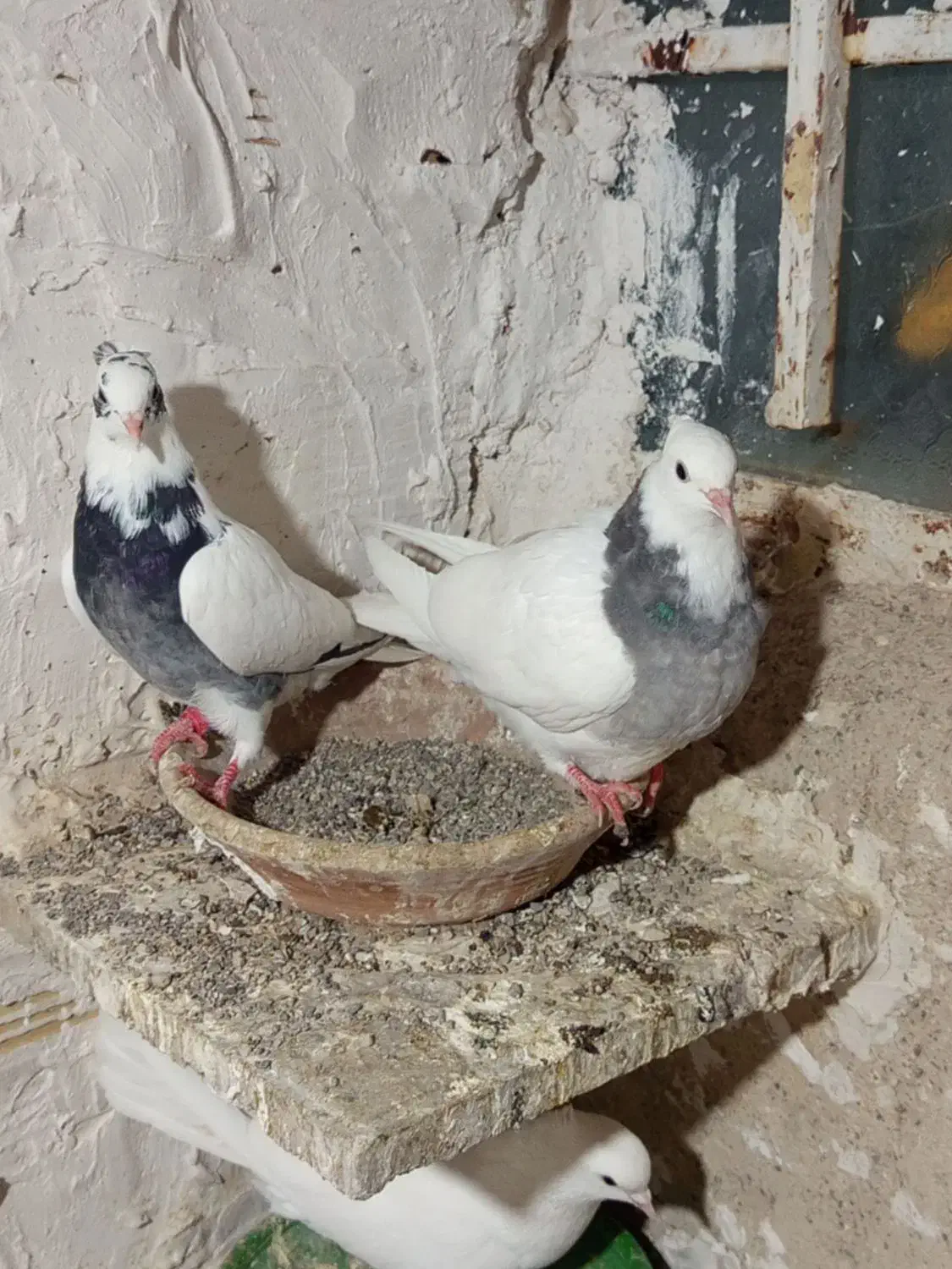 خال شاپر|پرنده|سیوان, |دیوار