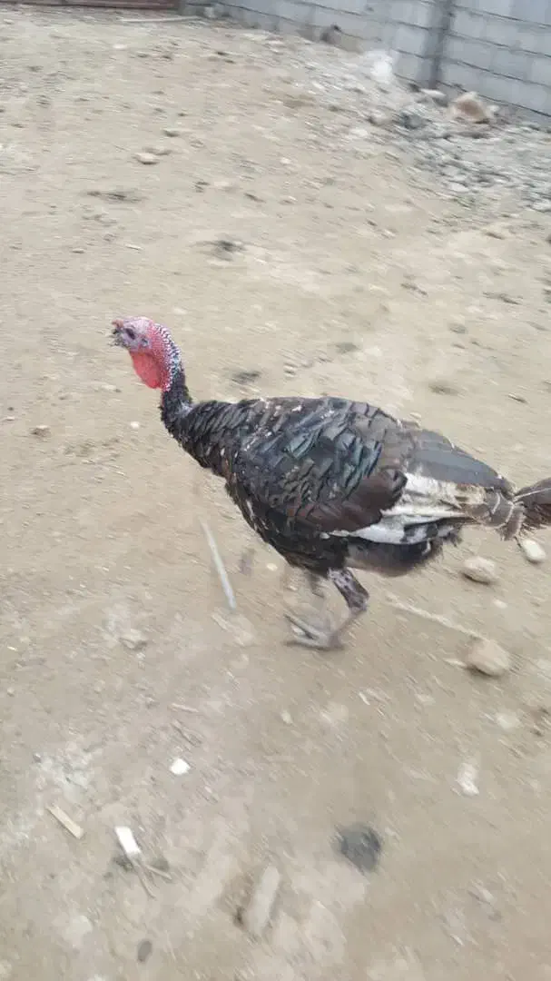 بوقلمون برنز سینه پهن انگلیس فروشی|پرنده|قائمشهر, |دیوار