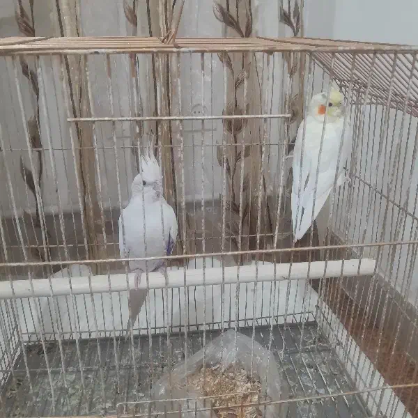 ۲ عدد عروس هلندی ماده|پرنده|فردیس, شهرک ناز|دیوار