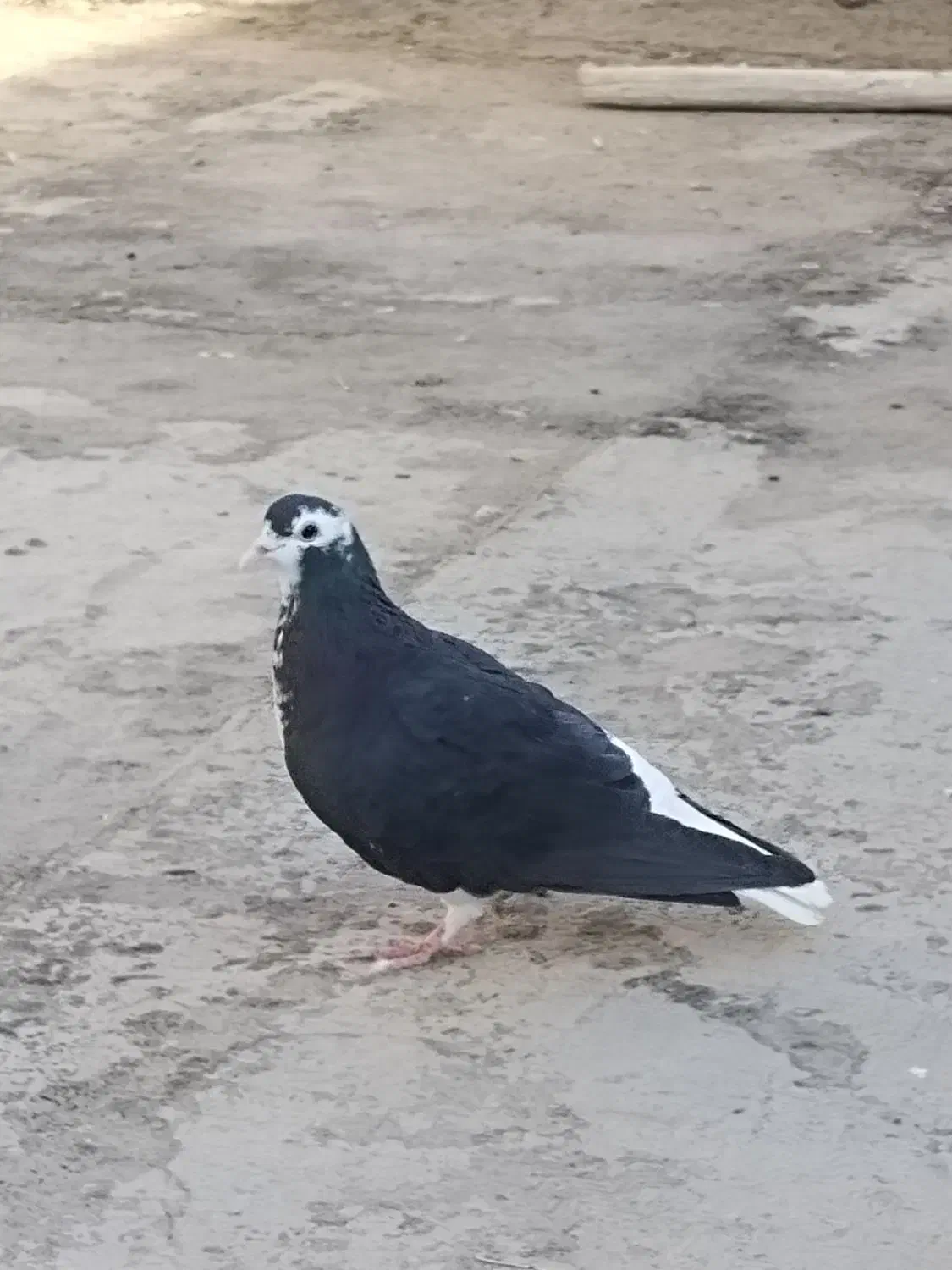 ساده سیاه ماده جلو بسته عروسک|پرنده|تربت‌حیدریه, ترمینال|دیوار