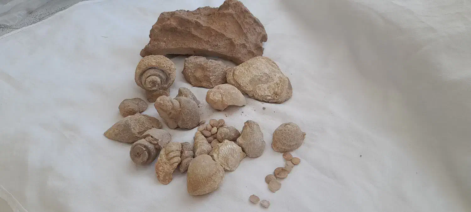 فُسیل|کلکسیون اشیاء عتیقه|خوشاب, |دیوار