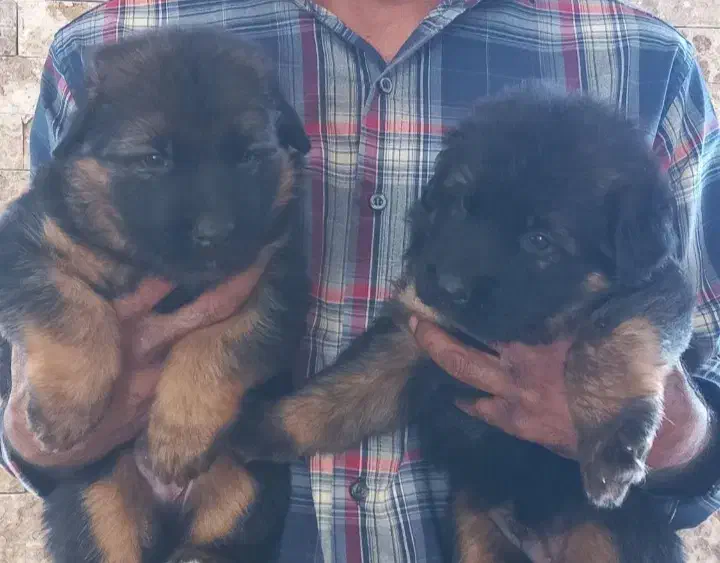 واگذاری سگ ژرمن شولاین ۶۰روزه|سگ|برخوار, |دیوار