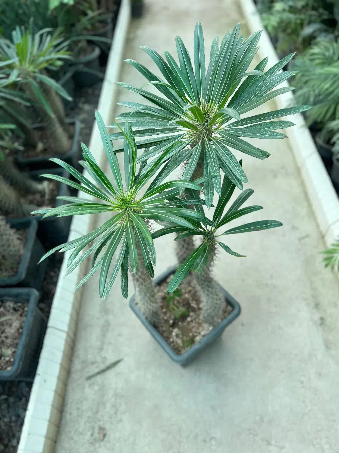 نخل ماداگاسکار|گل و گیاه طبیعی|رشت, بیجارپس|دیوار