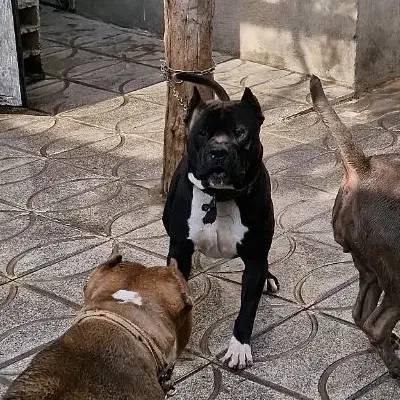 واگذاری سگ میکس داگو و امریکن بولی|سگ|پاکدشت, پاکدشت (مامازند)|دیوار