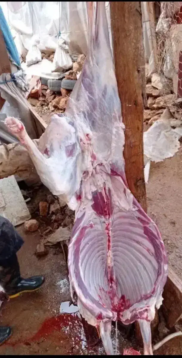 گوشت میش وشیشک|لوازم جانبی حیوانات|خرم‌آباد, |دیوار