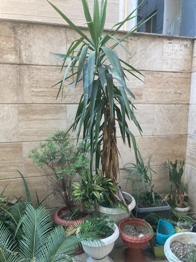 گل و گیاه تزیینی و زینتی|گل و گیاه طبیعی|رشت, شالکو|دیوار